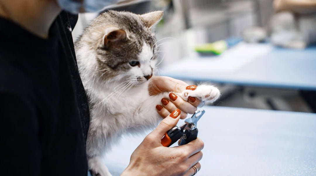 Affordable Pet Grooming Tools: Your Ultimate Guide - LifeSong Milestones