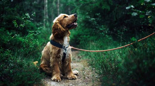 Best Dog Walking Services in the U.S. - LifeSong Milestones