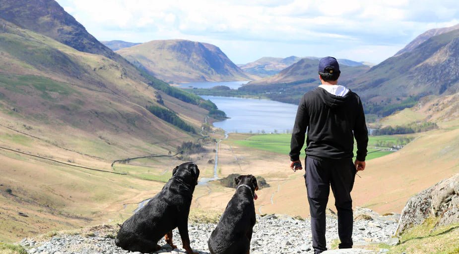 Home Remedies for Dog Allergies: Effective Natural Solutions - LifeSong Milestones