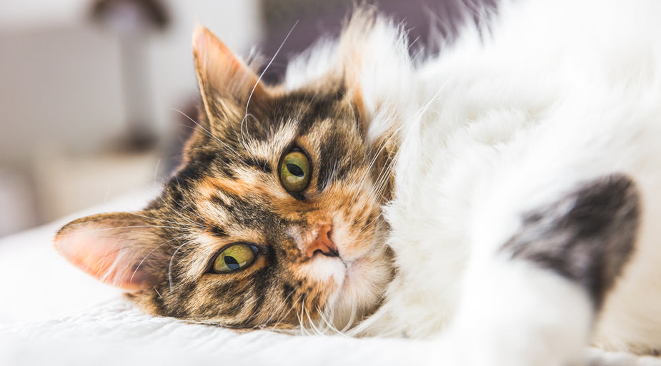 Understanding Cat Shedding: Why Do Cats Molt & How to Manage It