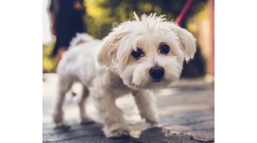 Pet Boarding vs. Pet Sitting: Which Is Right for Your Furry Friend? - LifeSong Milestones