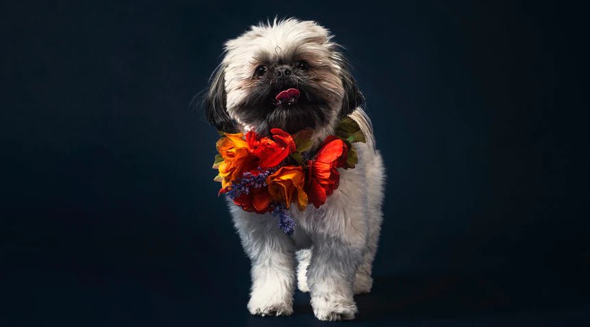 The Benefits of Grain-Free Dog Food: A Comprehensive Guide - LifeSong Milestones