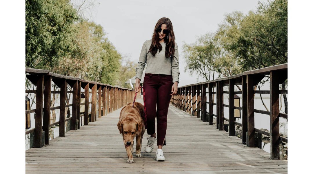 Top Pet Sitting Services for Vacation: Your Guide to Peace of Mind - LifeSong Milestones