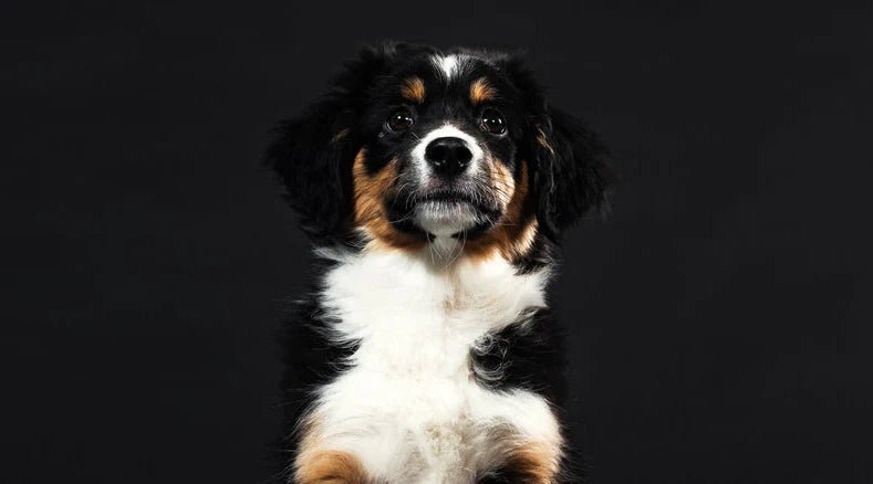 Best Clicker Training Techniques For Your Pet - LifeSong Milestones