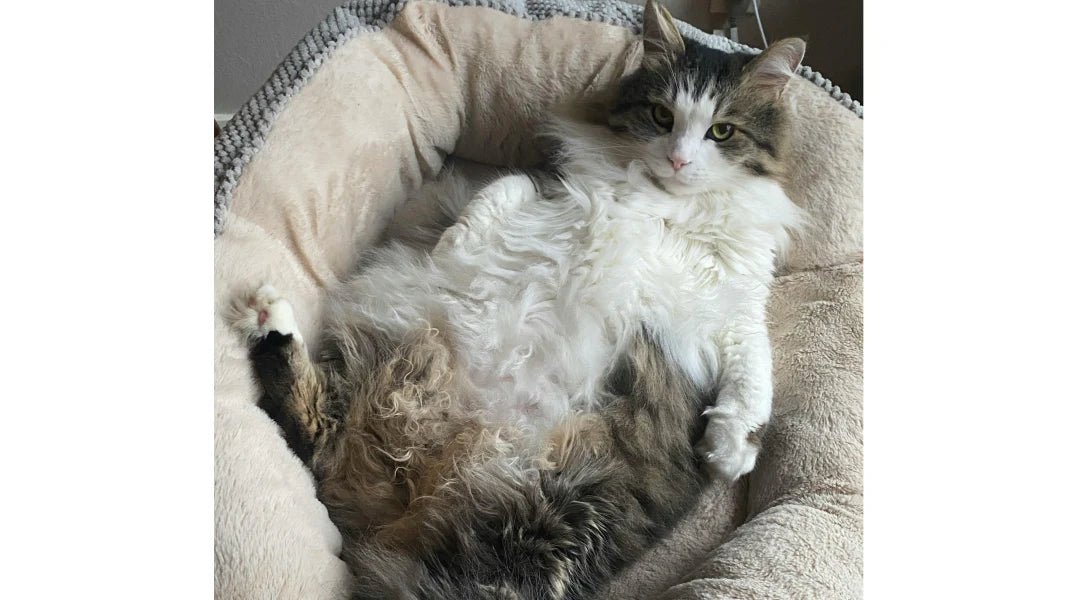 Best Diet for Overweight Cats: A Guide to Feline Weight Management - LifeSong Milestones