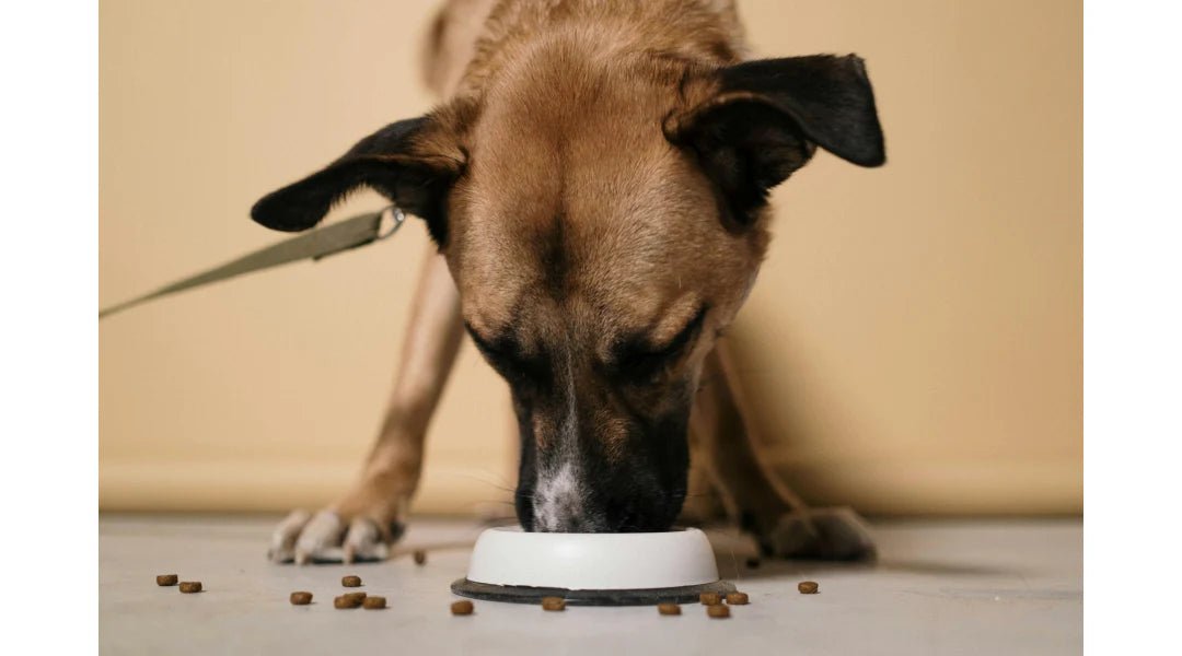 Homemade Dog Food Recipes: A Guide to Nourishing Your Furry Friend - LifeSong Milestones