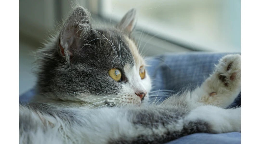How to Introduce a New Pet to Your Home: A Step-by-Step Guide - LifeSong Milestones
