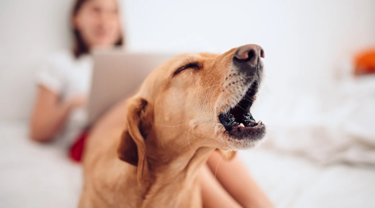 How to Stop a Dog from Barking: Effective Strategies for a Quieter Home - LifeSong Milestones