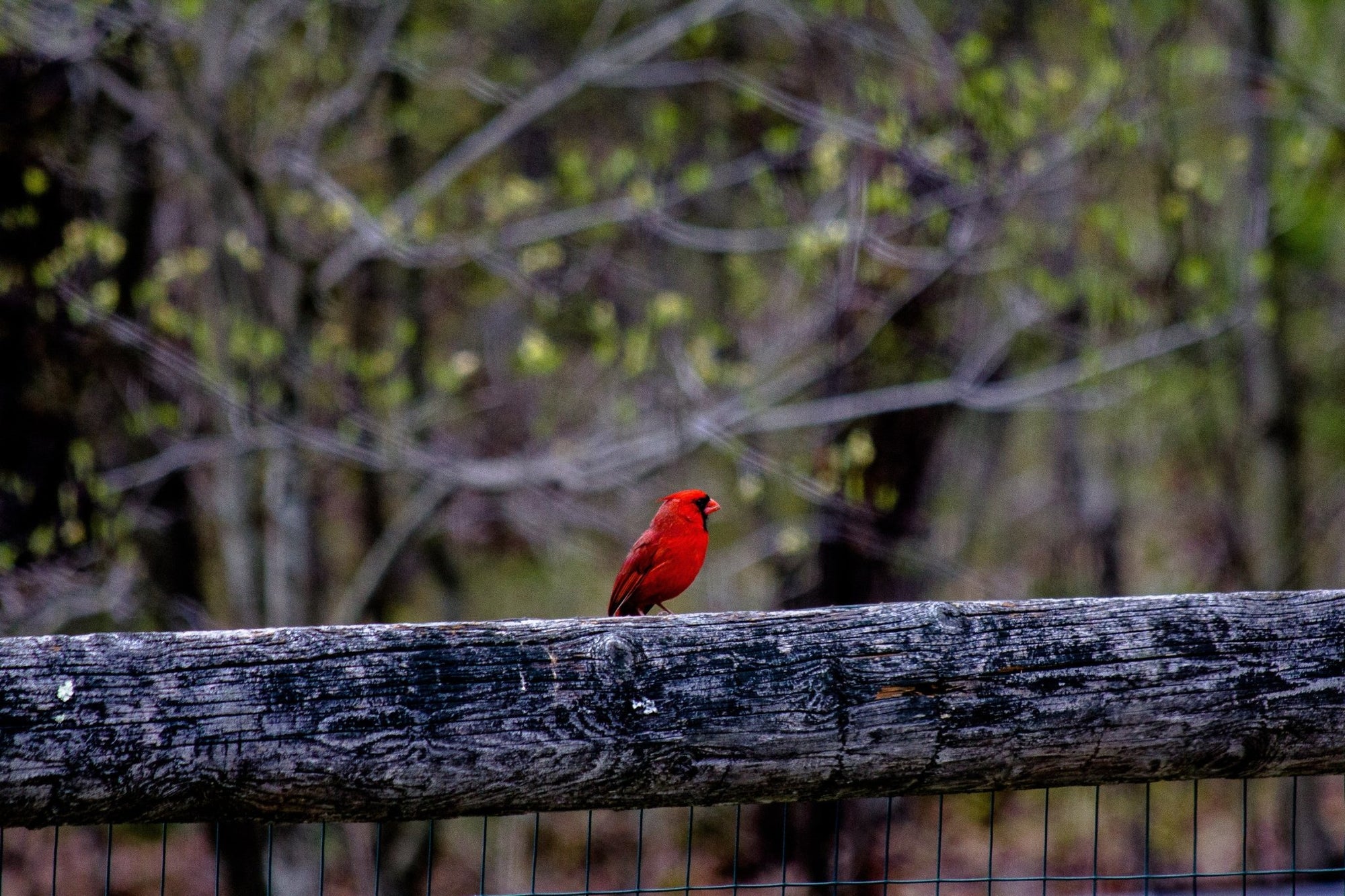 Symbolic Meaning of Red Cardinals - LifeSong Milestones