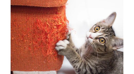 The Most Popular Cat Names for Female Cats: A Guide to Choosing the Perfect Name - LifeSong Milestones