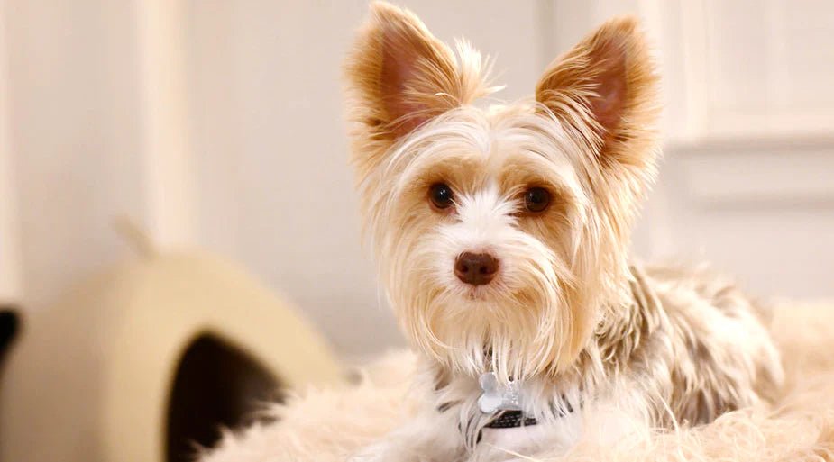 The Ultimate Guide to the Best Pet Food for Small Dogs - LifeSong Milestones