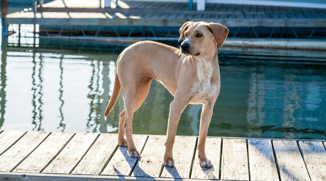 Veterinary Clinics with Emergency Care: What to Know and Where to Go - LifeSong Milestones