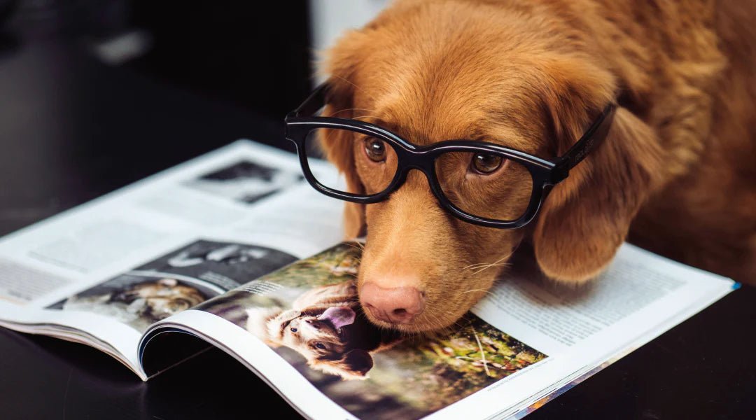 What Colors Can Dogs See? - LifeSong Milestones