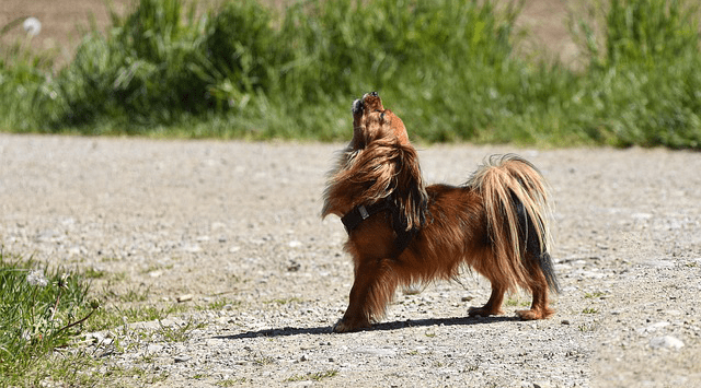 Why Do Dogs Howl? - LifeSong Milestones