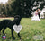 Digitally Printed Wedding Pet Heart Signs - Daddy Wait - LifeSong Milestones